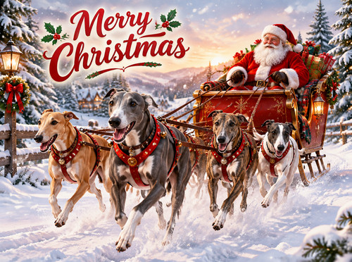 Greyhound whippet christmas - greyhound,
