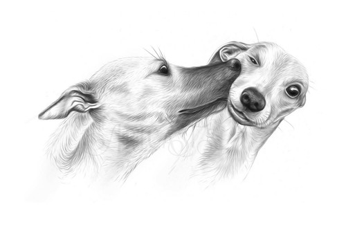 Whippet greeting card - whippet,