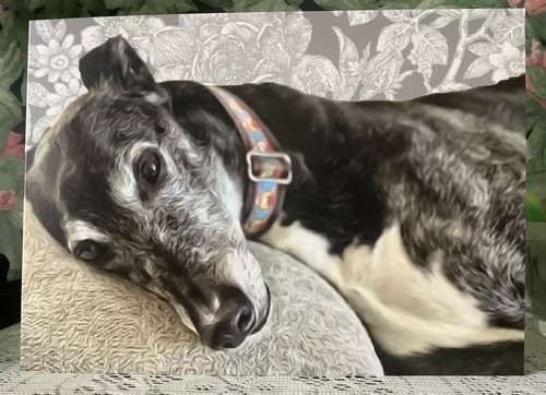 Greyhound lurcher - ,,