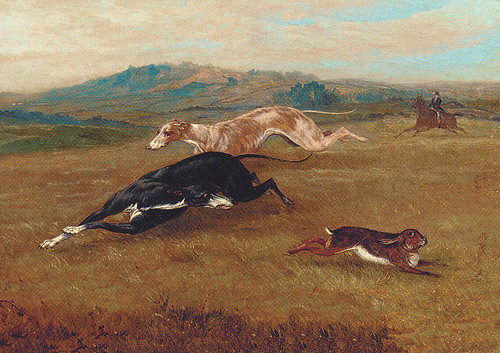 Greyhound dog greeting - greyhound,