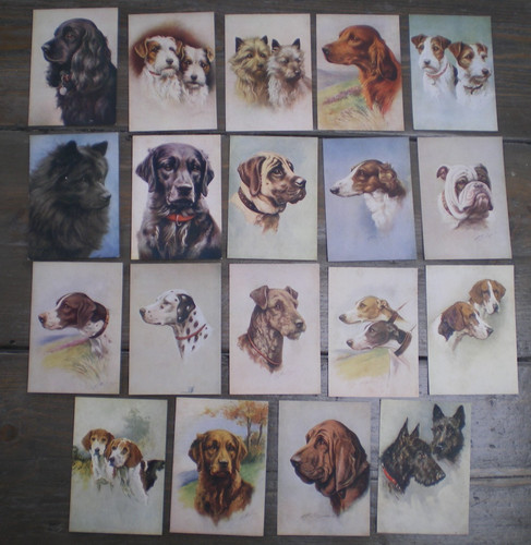 Phillips our dogs - our,