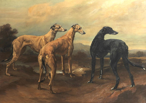 Greyhound dog greeting - dog, card