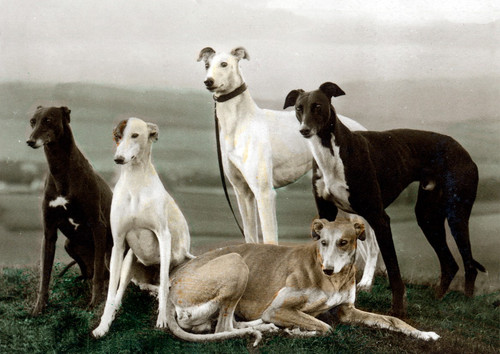 Greyhound dog greeting card - greeting,