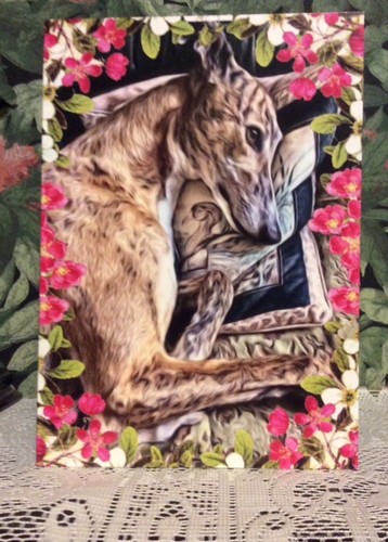 Greyhound lurcher - greyhound, ,