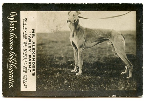 Greyhound dog coursing - greyhound,