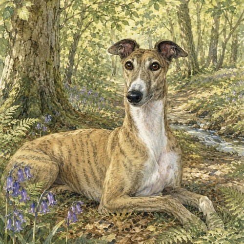Greyhound lurcher - ,,
