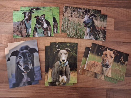 Pack greyhound charity - greyhound,