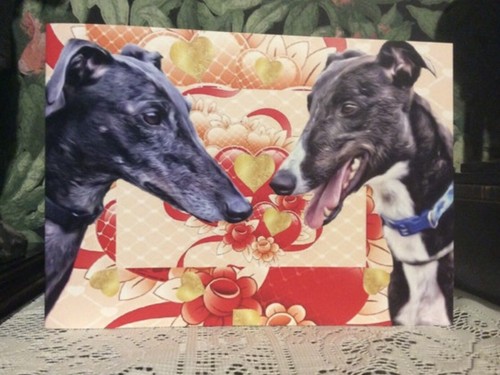 Greyhound lurcher dog - lurcher,