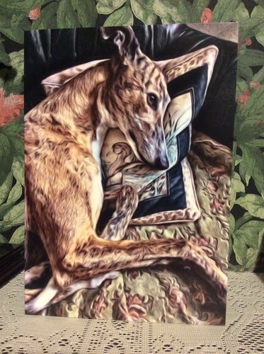 Greyhound lurcher - greyhound,