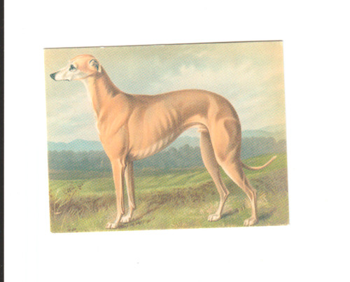 Greyhound from breeds dogs - greyhound,