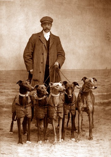 Greyhound dog greeting - dog,