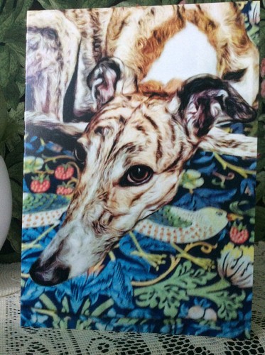 Greyhound lurcher - greyhound,