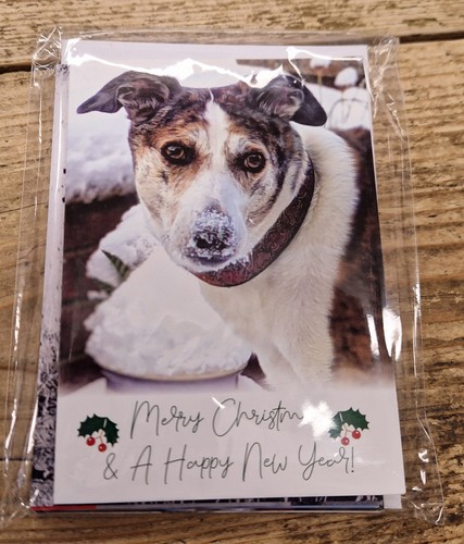Tia greyhound rescue charity - greyhound,