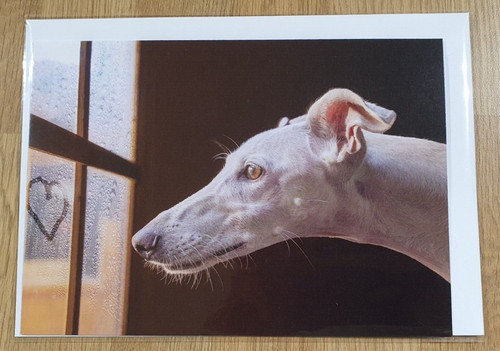 Galgo greyhound lurcher dog - galgo,
