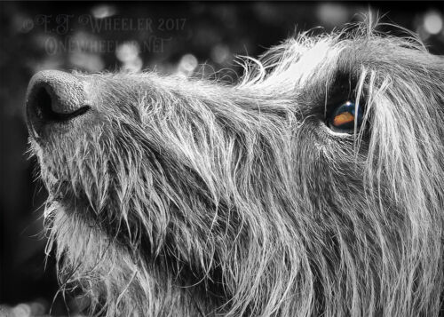 Hairy lurcher eye - , greeting