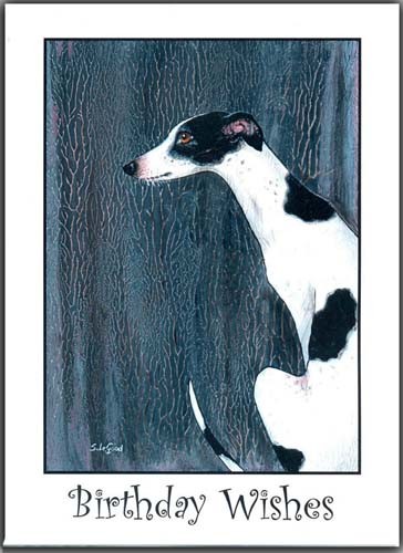 White black greyhound - white, dog