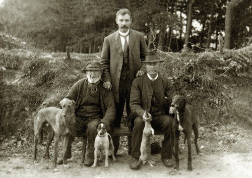 Lurcher deerhound greyhound - lurcher,